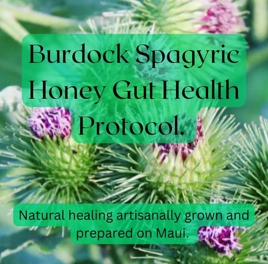 Burdock Spagyric Gut Health Protocol